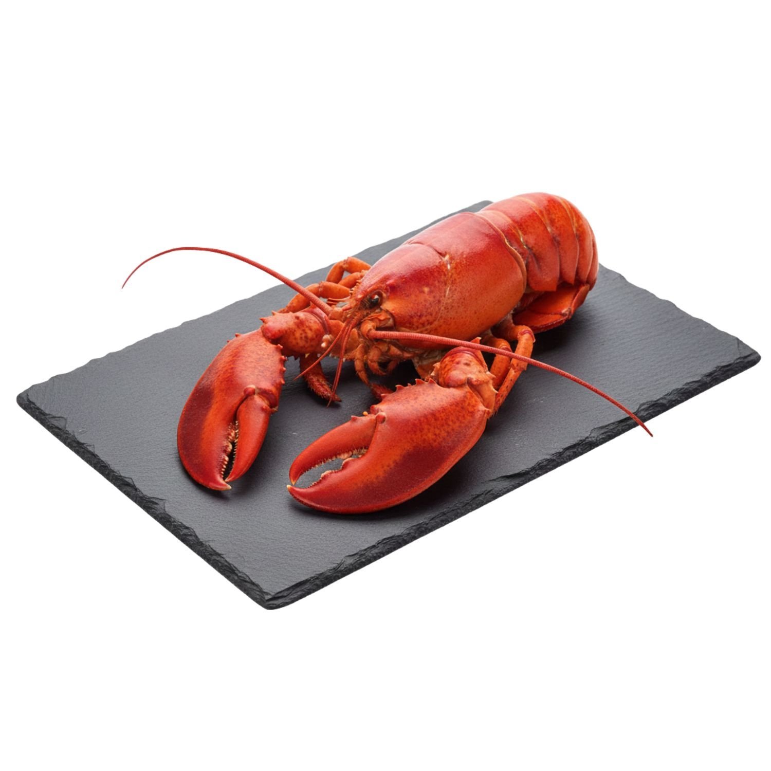 Homard Américain Cuit la barquette de 400g