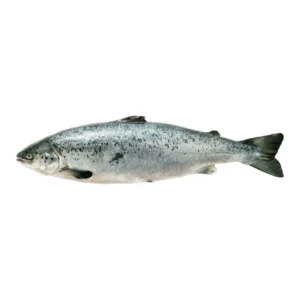 Saumon Entier Vidé et Ecaillé FILIERE QUALITE