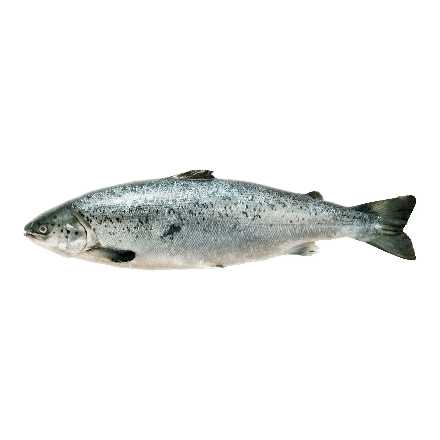 Saumon Entier Vidé et Ecaillé FILIERE QUALITE